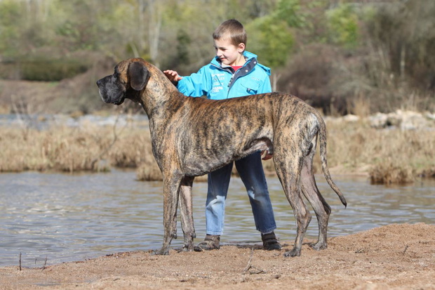 dog-niemiecki-2435207-28cb6d3