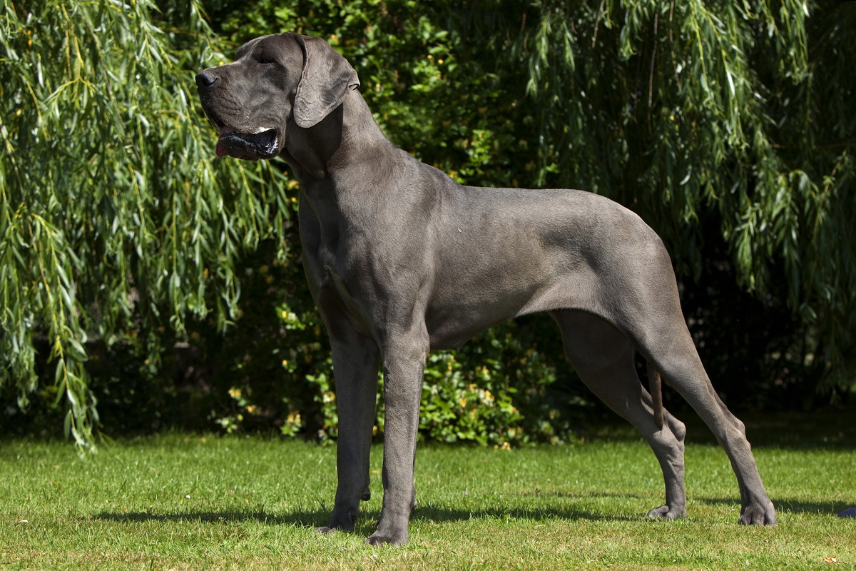 Dog niemiecki