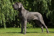 Dog niemiecki