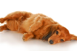 Fotolia