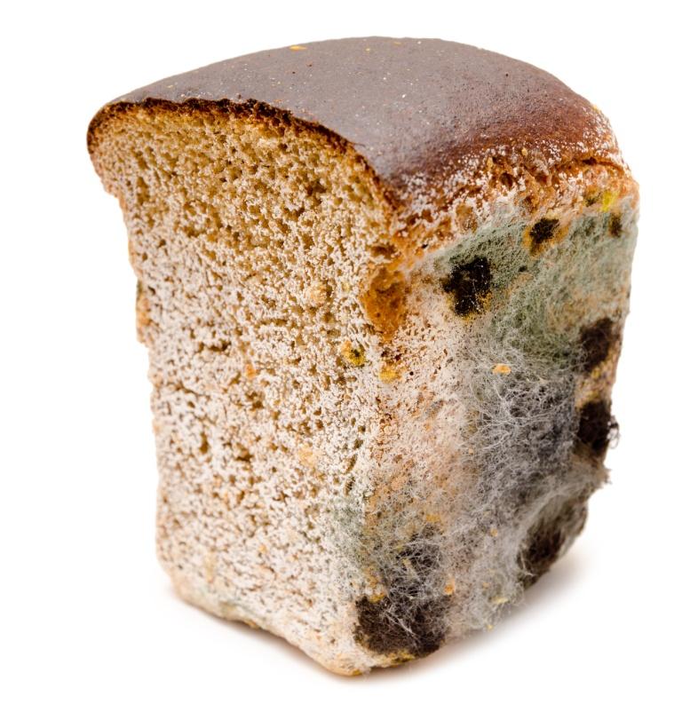 Pleśń na żywności – groźna czy nie?