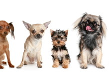 Fotolia