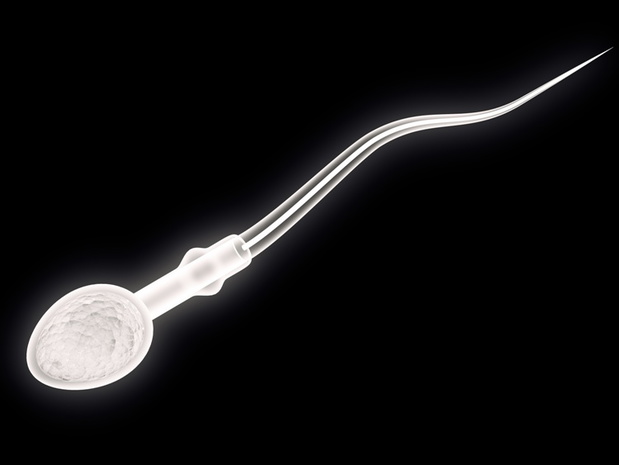 plemnik2-c079581