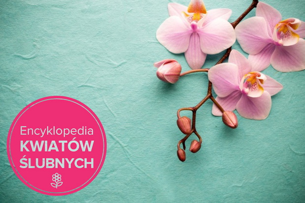 Orchid.