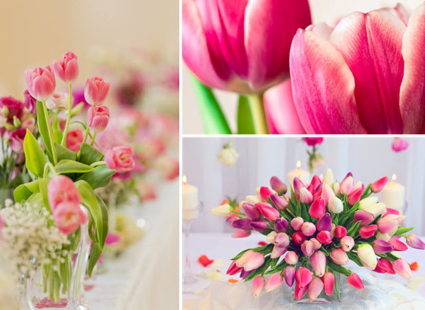 tulipanynaslub2-7425621