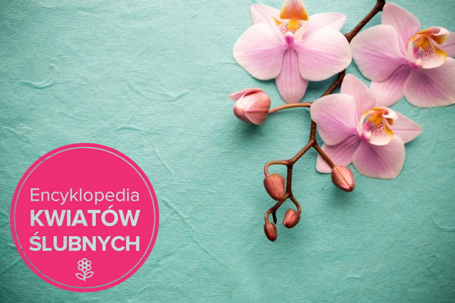 Fotolia/Polki