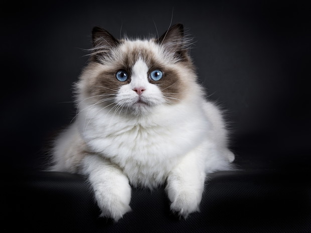 Kot ragdoll