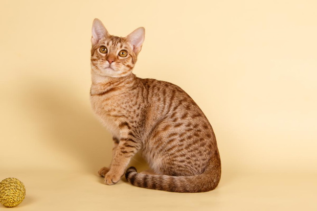 kot-ocicat-jpeg-2435247-7cbcba0
