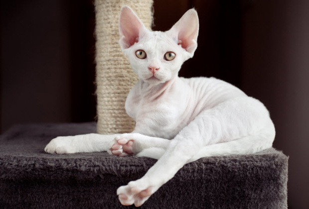 devonrex1-ea2e525