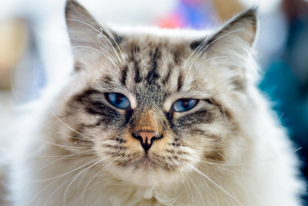 kot-ragamuffin-jpeg-2435261-f81f3e0