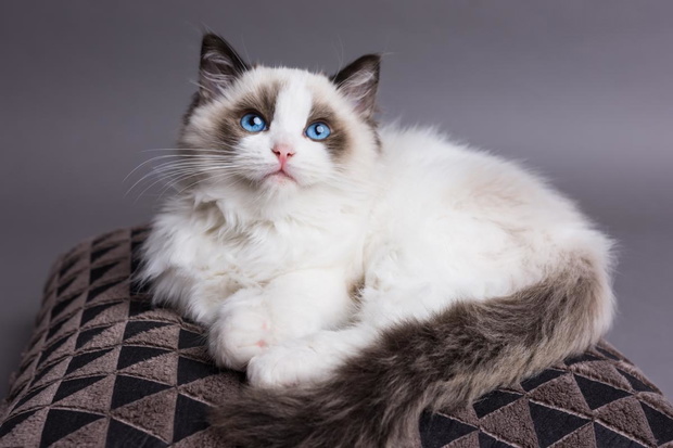kot-ragdoll-jpeg-2435256-1f8d147