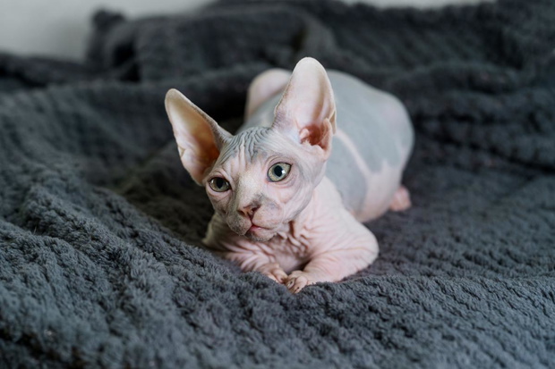 kot-sfinks-jpeg-2435254-7310d30