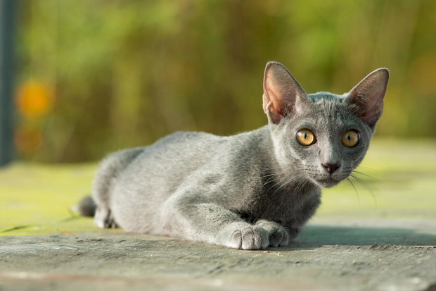 kot-korat-jpeg-2435263-42369b3