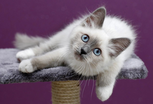 kot-birmanski-2-jpeg-2435259-8ef639b