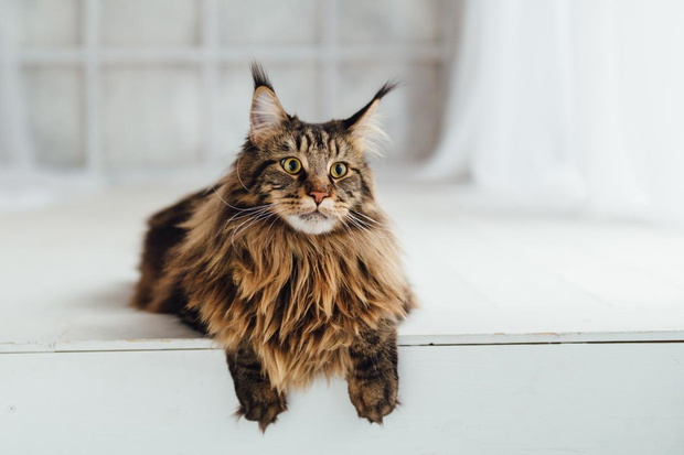 maine-coon-jpeg-2435250-e2bb833