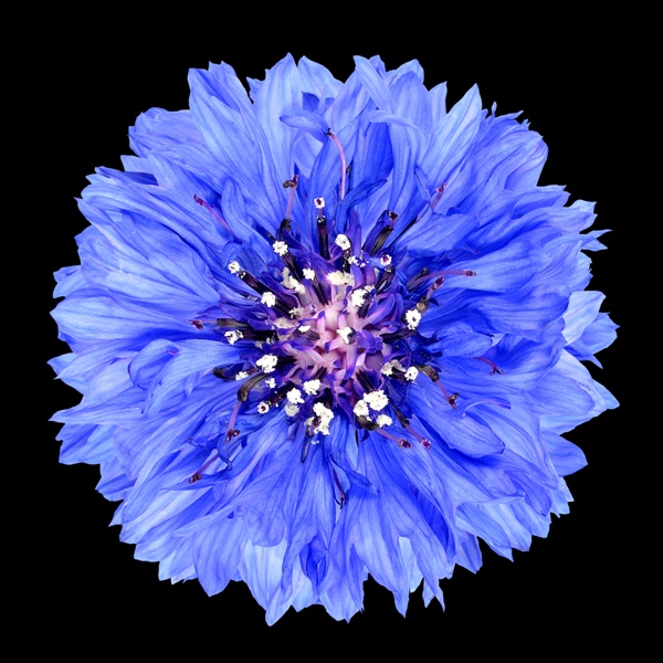 Blue Cornflower Flower Isolated on Black Background