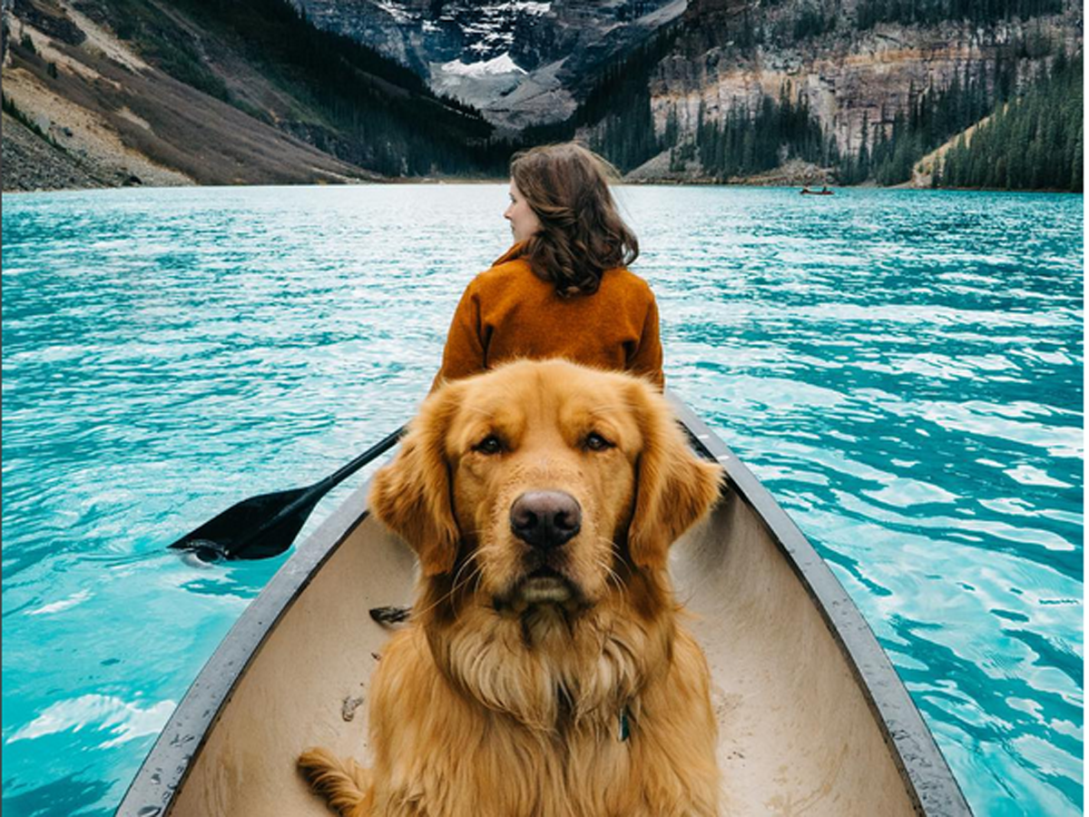 Aspen The Mountain Pup