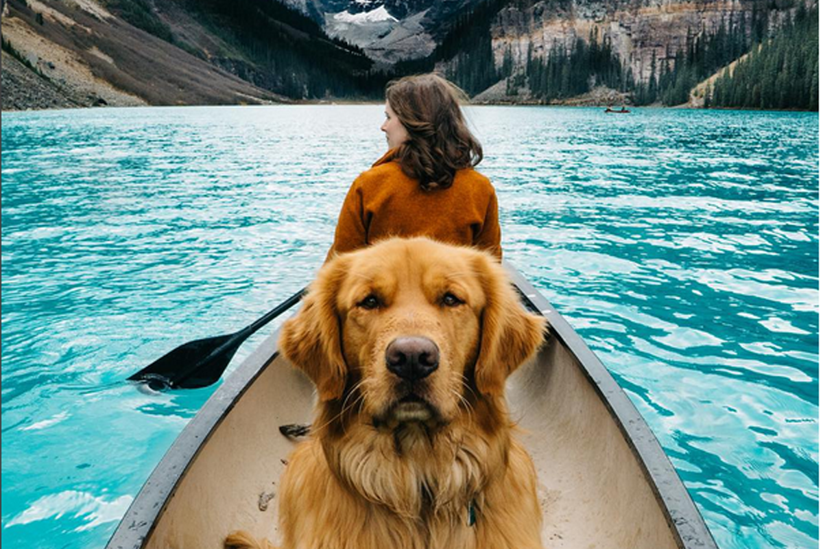 Aspen The Mountain Pup