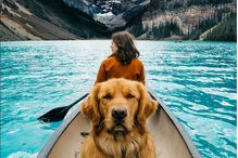Aspen The Mountain Pup