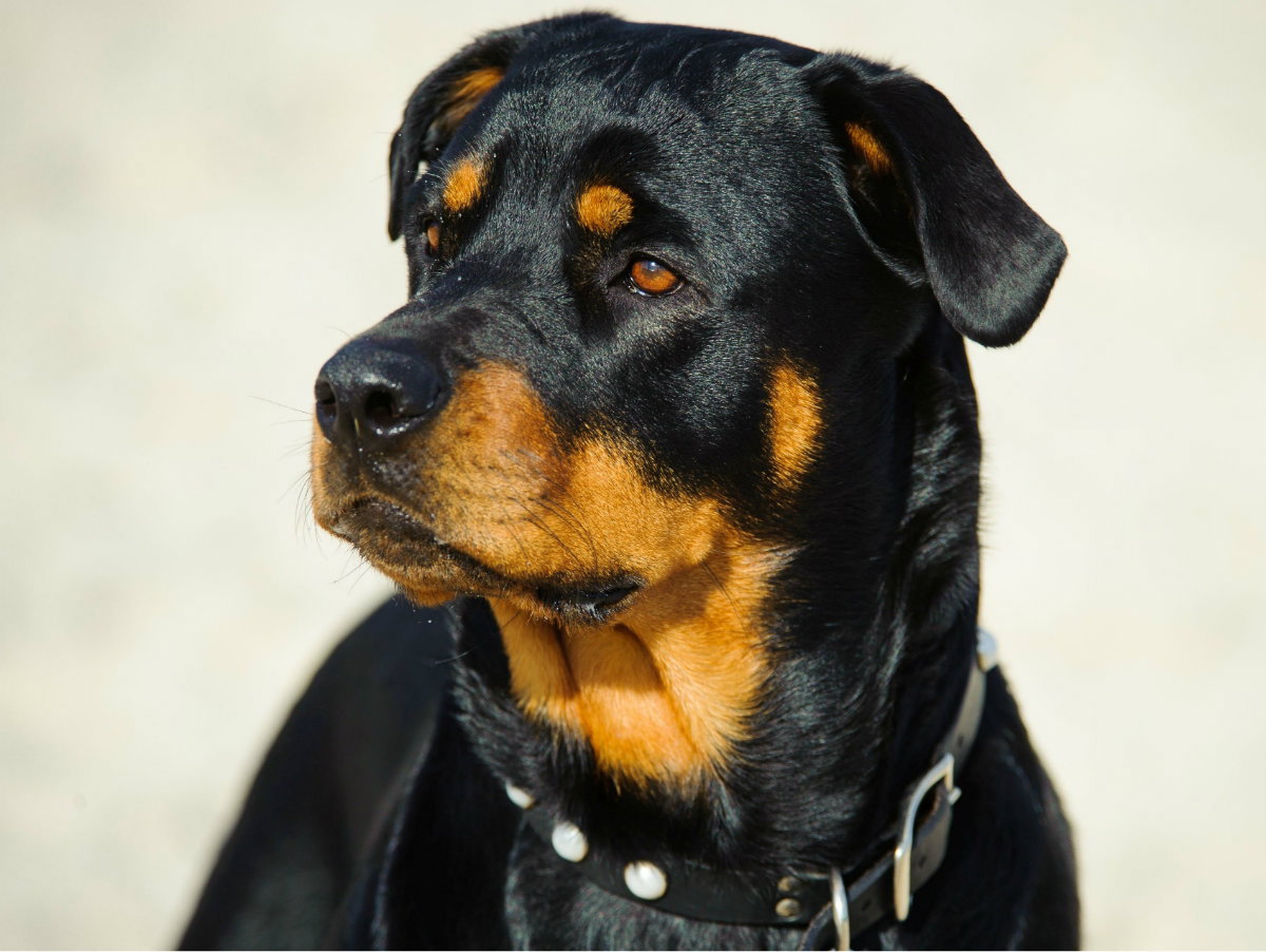 rottweiler