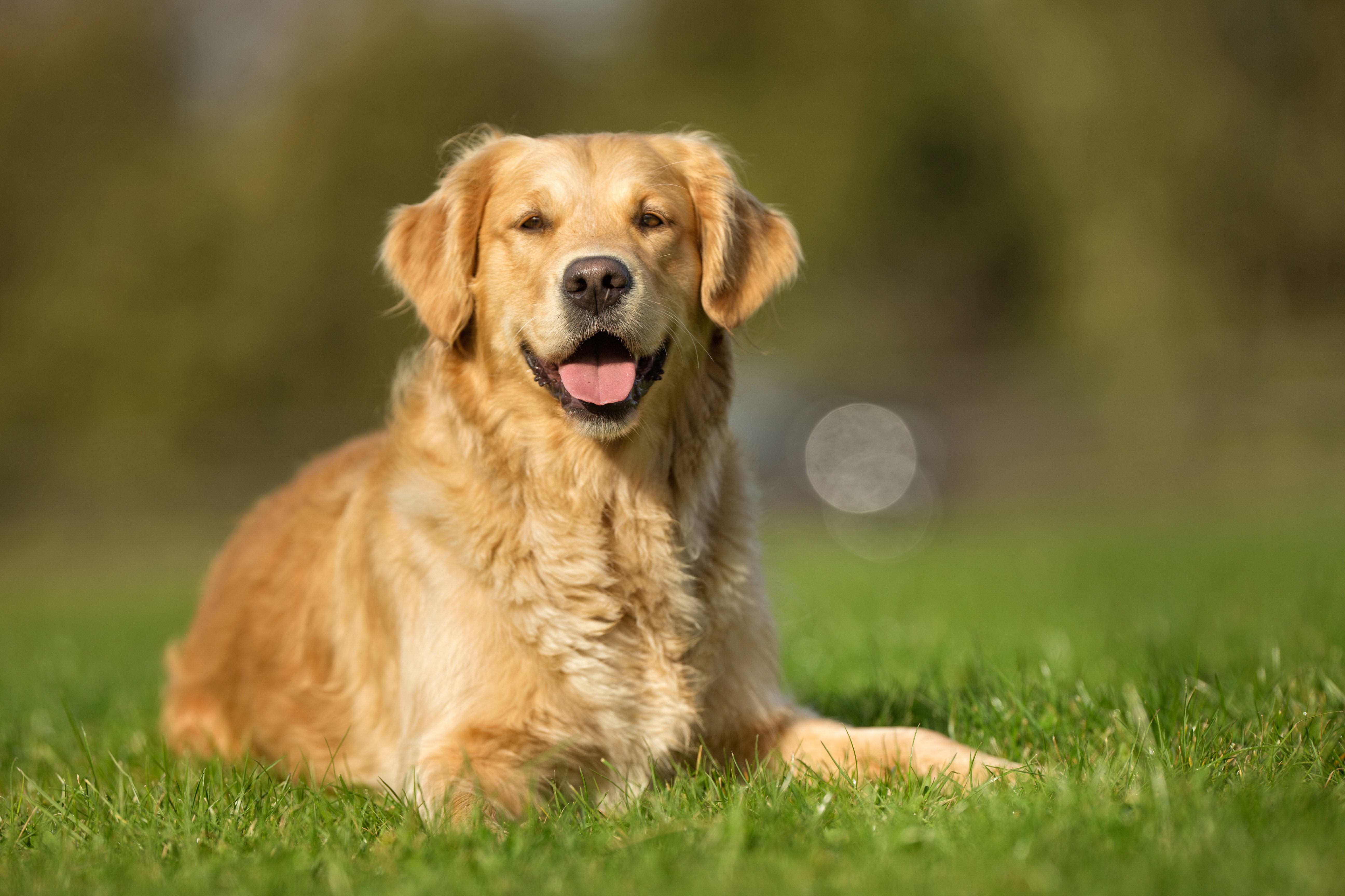 Golden retriever