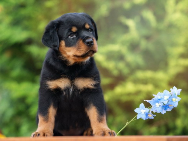 rottweiler-2341417-8057e65