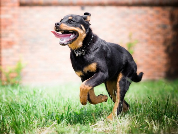 rottweiler-2341418-8348e47