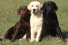 Labrador - 3 psy w różnych kolorach