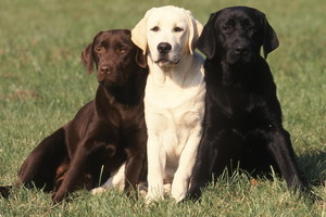Labrador - 3 psy w różnych kolorach