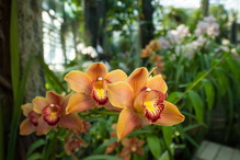pomarańczowy falenopsis