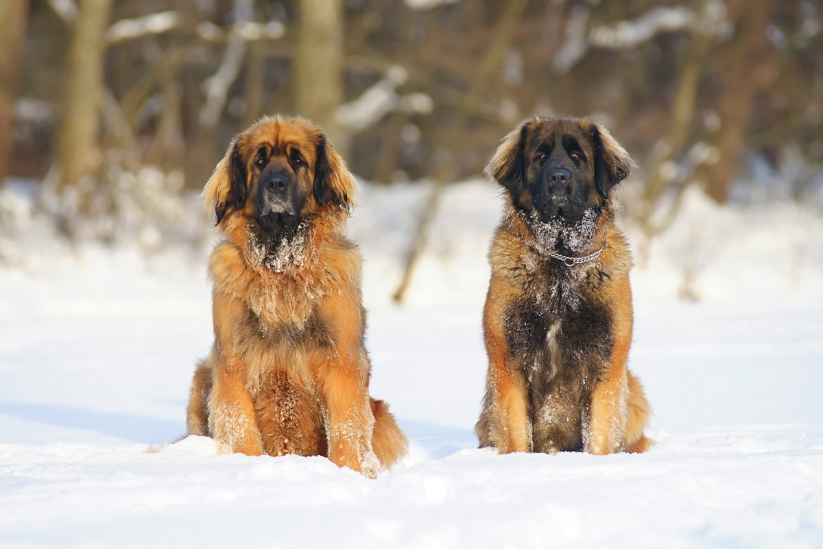 leonberger
