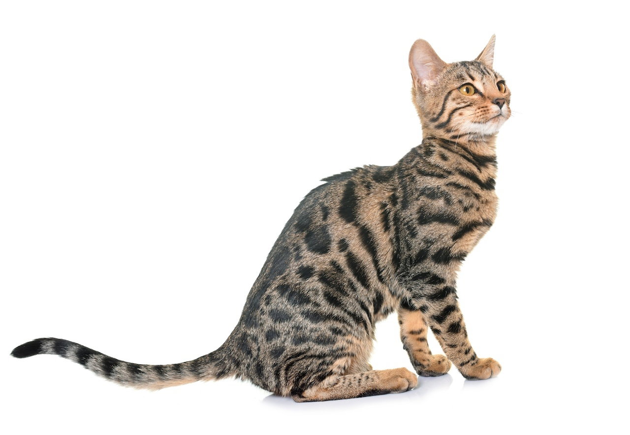 kot bengalski