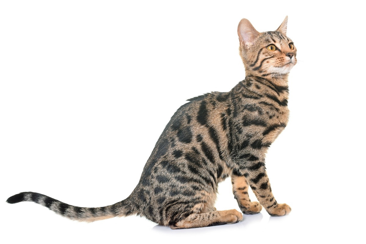 kot bengalski