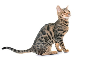kot bengalski