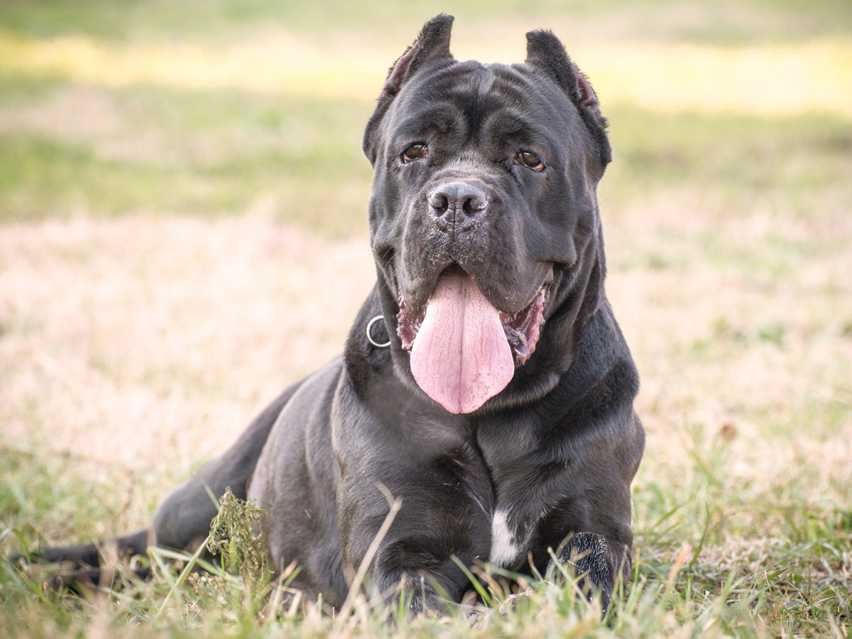 pies cane corso