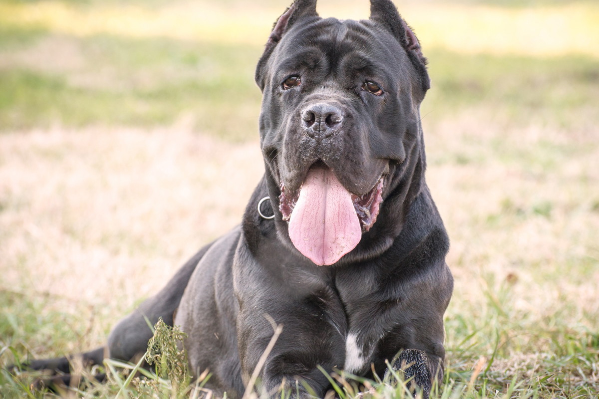 pies cane corso