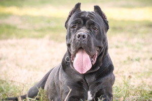pies cane corso