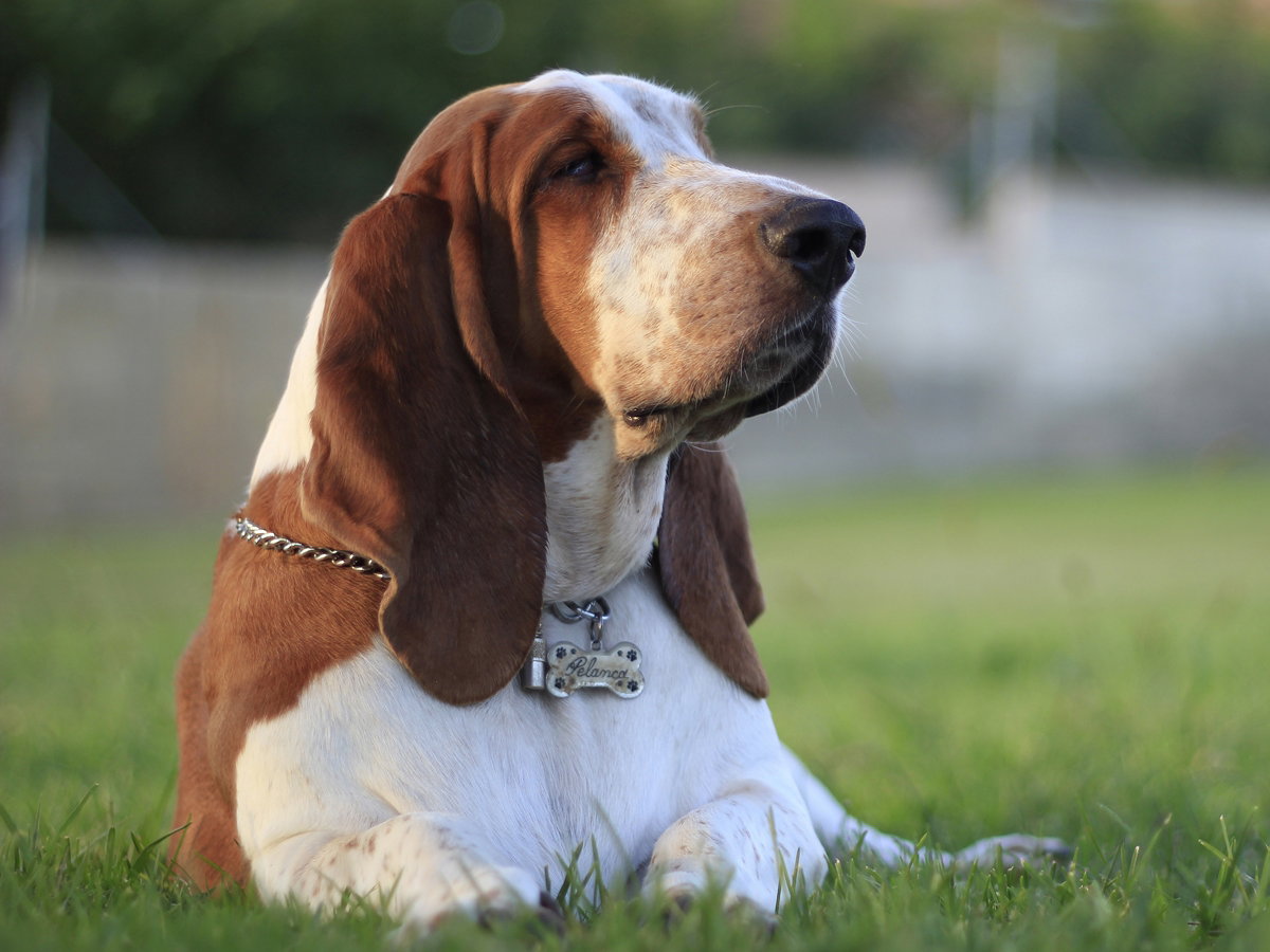pies basset
