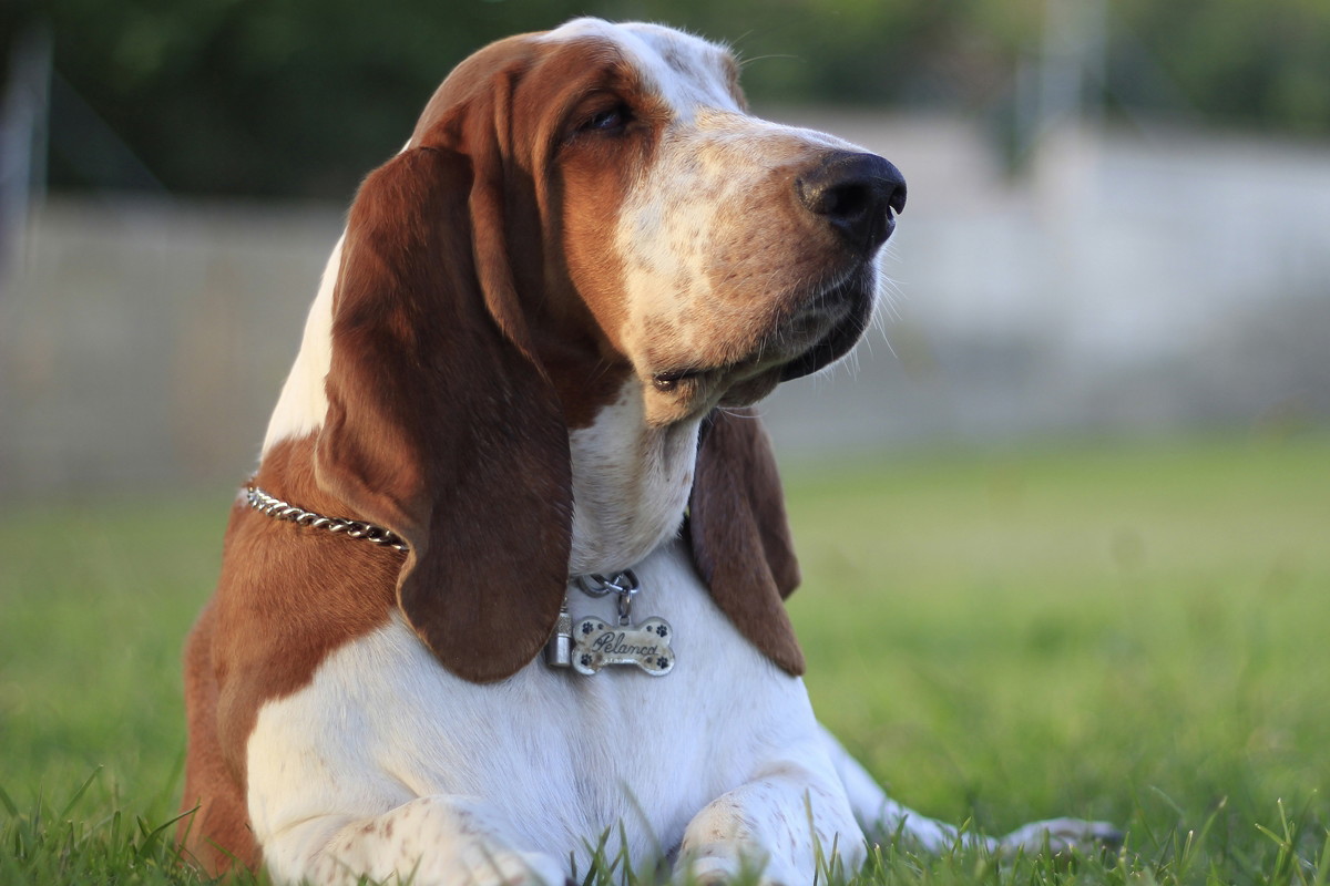 pies basset