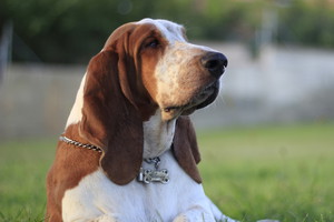 pies basset