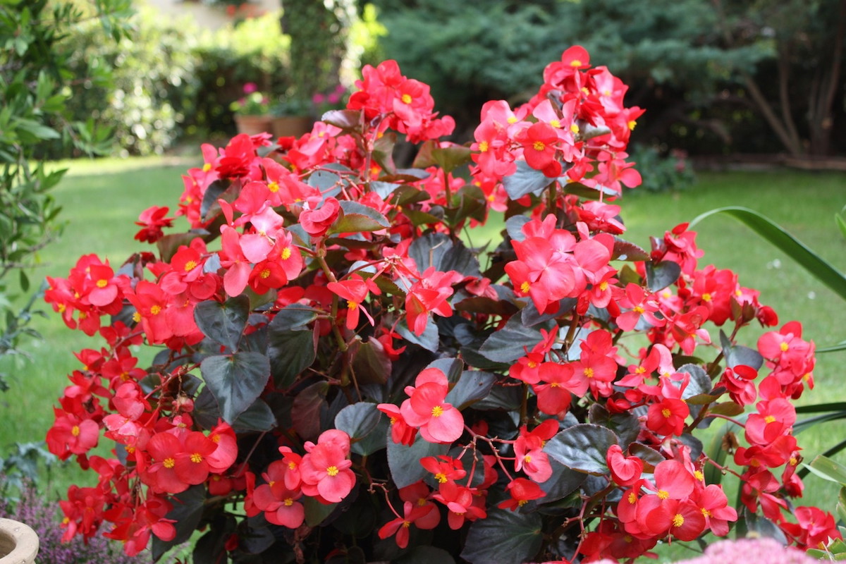 begonia