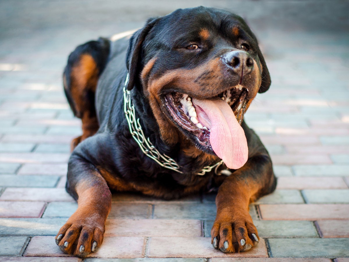 leżący pies rottweiler