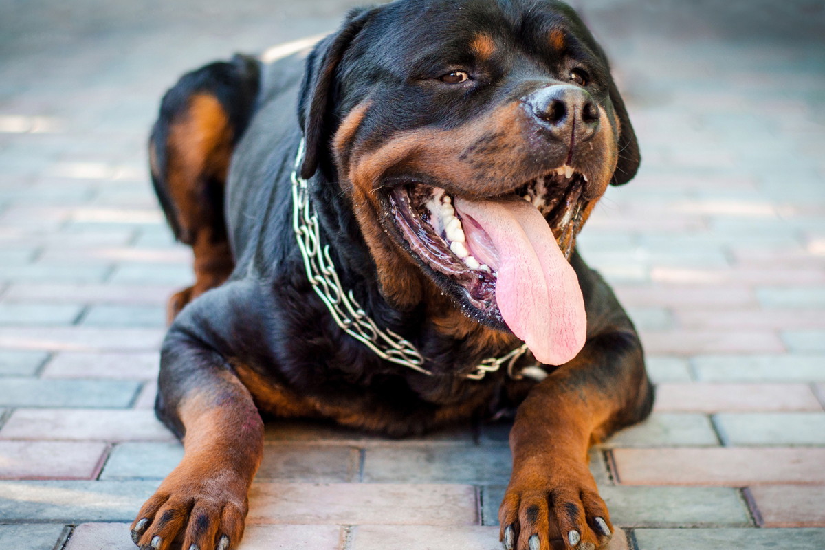 leżący pies rottweiler