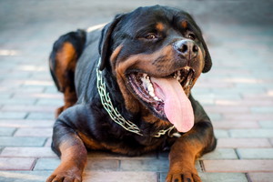 leżący pies rottweiler