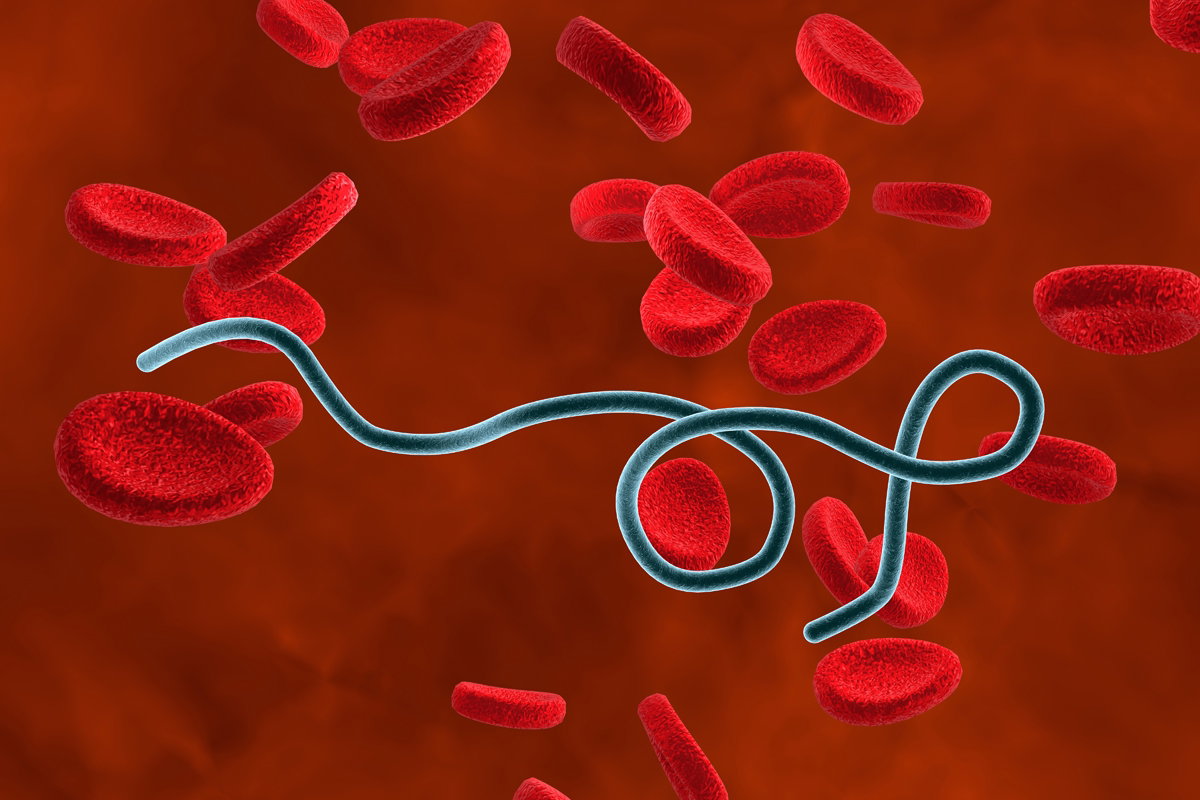 borrelia krętek
