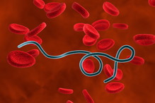 borrelia krętek