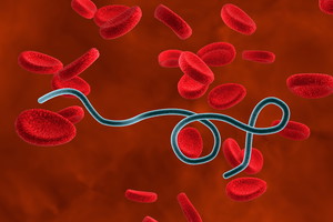 borrelia krętek