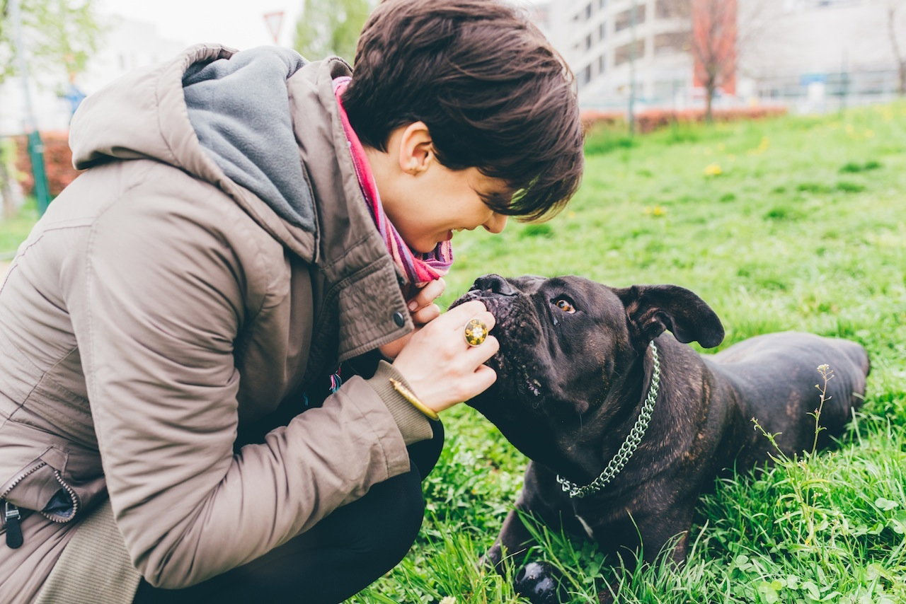 cane corso