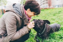 cane corso