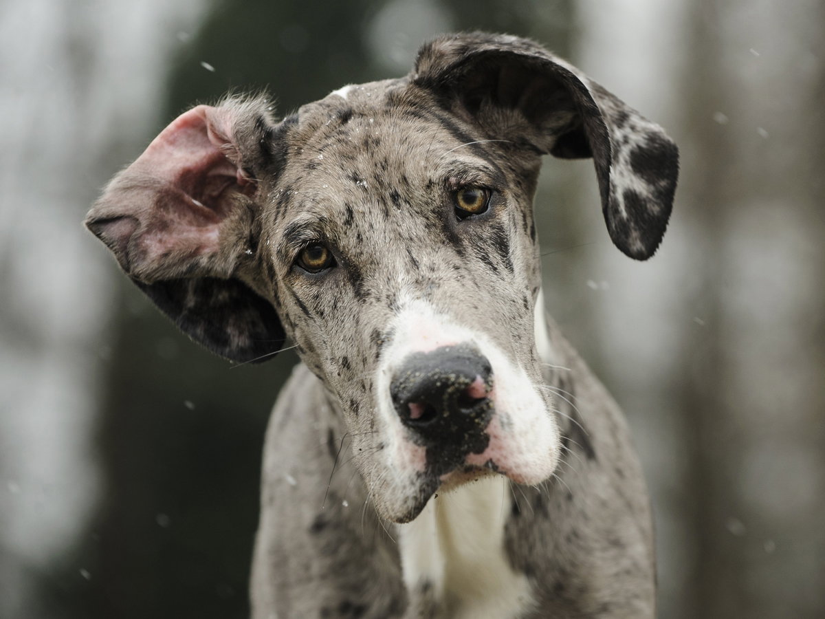 dog niemiecki
